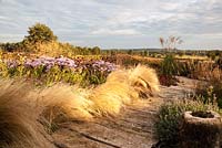 Boardwalk through naturalistic planting featuring Nasella tenuissima, Aster x frikartii 'Monch' and Miscanthus sinensis 'Grosse Fontaene' - September, France