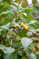 Solanum mauritianum berries - October, France