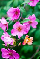 Rosa chinensis 'Mutabilis', a fragrance-free rose - October, France