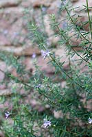 Westringia fruticosa - Australian rosemary - December, France