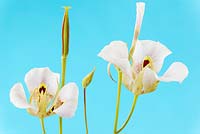 Calochortus superbus - Mariposa lily 
