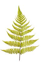 Dryopteris erythrosora AGM - Japanese shield fern, Buckler fern
