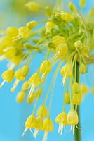 Allium flavum  AGM - Yellow-flowered garlic 