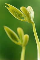 Phaseolus vulgaris 'Concador' - Dwarf French bean. Seedling recently germinated