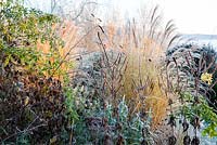 Border with Miscanthus sinensis 'Morning Light', Phlomis purpurea, and seedheads of Veronicastrum virginicum 'Fascination' - December, Mas de Bety, France