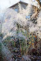 Muhlenbergia capillaris inflorescences in frost - December, Mas de Bety, France
