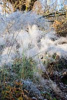 Muhlenbergia capillaris - Inflorescences in frost - December, Mas de Bety, France