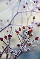 Rosa 'The Fairy' - rose hips with spider's web in frost