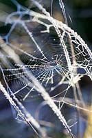 Frosted spider's web in fountain grass