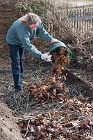 Man creating a raised bed by layering organic matter, in a vegetable garden. Adding a layer using pruned foliage from perennials 