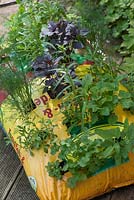 Bag of compost as a herb garden with coriander, sage, melissa - lemon balm, tarragon, dill, basil, oregano and savoury.