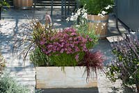 Wooden box container with Coreopsis 'Limerock Passion', Pennisetum setaceum 'Rubrum' 'Fireworks' - spring bristle grass, Gaura and Satureja - savory