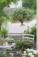 White-themed display of containers on a balcony with 
Lobularia, Scaevola 'Scalora Crystal', Calibrachoa 'White', Agapanthus, Cosmos, thymus and Rosmarinus.