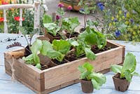 A wooden tray of seedlings of Lactuca sativa and Brassica 'Redbor' - Iceberg lettuce and Kale 'Redbor'
