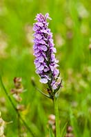 Dactylorhiza fuchsii - Common Spotted Orchid. The Ceredigion Coronation Meadow, Winllan Wildlife Garden, Talsarn, Wales. 