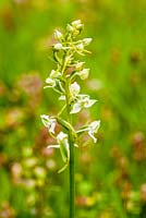 Platanthera chlorantha - Greater Butterfly Orchid. The Ceredigion Coronation Meadow, Winllan Wildlife Garden, Talsarn, Wales. 