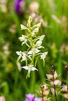 Platanthera chlorantha - Greater Butterfly Orchid. The Ceredigion Coronation Meadow, Winllan Wildlife Garden, Talsarn, Wales. 
