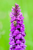 Dactylorhiza fuchsii - Common Spotted Orchid with bee. The Ceredigion Coronation Meadow, Winllan Wildlife Garden, Talsarn, Wales.