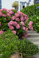 Hydrangeas, Bergenias and Agapanthus by steps in a coastal garden. The Lizard, Cornwall in August