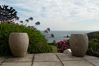 Pots on a terrace with Agapanthus and Hydrangeas in a coastal garden. The Lizard, Cornwall in August