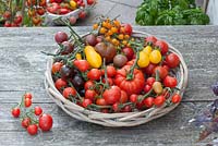 Various types of tomato in a round basket including 'Black cherry', 'Banana Legs', 'Mexican Honey', 'Yellow currant', 'Ruthje', 'Zaubertraube', 'Teardrop', 'Yellow Submarine', 'Chocolate Tomato', 'Fahrenheit Blue' , Heirloom tomato 'Quest', 'Red Pear', 'Super Sweet'.