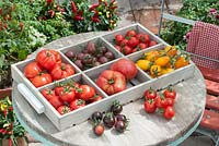 Lycopersicon - tomatoes including 'Quest', 'Schwarze Kirsche', 'Ruthje', 'Haubners Vollendung', 'Ochsenherz', 'Banana Leg's', 'Fahrenheit Blue' and 'Mexikanischer Honig'