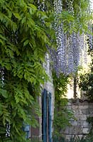 Wisteria Floribunda 'Macrobotrys' climbing up wall of french stone house with blue shutters. The cottage at Domaine de Chatelus de Vialar.
