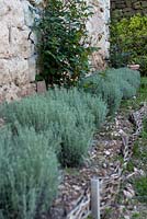 Line of Santolina chamaecyparissus in late springtime.  Shaped into mounds, growing  in flower bed edged in low hurdles, against stone wall. In the garden of Domaine de Chatelus de Vialar.