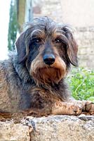 Small wire-haired dashund in close-up.  'Alma' belonging to Piere and Isabelle Chatalus de Vialar.