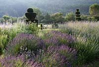 Long view of the garden at Domaine de Chatelus de Vialar.  Looking towards group of topiary yew with bank of Lavender in foreground.