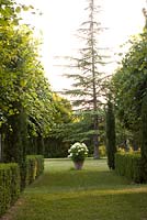 Long view down garden between pleached lime trees and box hedges. Leading to white Hydrangea 'Annabelle' in large terracotta pot. In the garden at Domaine de Chatelus de Vialar.