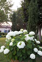 Hydrangea aborescens ,Annabelle. View across the garden towards the cottage at Domaine de Chatelus de Vialar.  