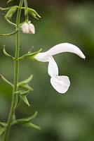 Salvia patens 'White Trophy'