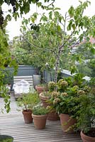 Mediterranean roof terrace with wooden deck. Group of terracotta containers with Ficus carica - fig,  Hydrangea, Acer palmatum - Japanese maple, lemon verbena 