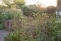 Sunrise over autumn border with Eryngium seedheads, Foeniculum vulgare, Miscanthus sinensis with formal hedge beyond
