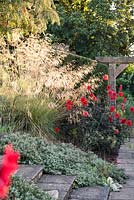 Autumn planting combination with Dahlia 'Bishop of Llandaff', Stipa gigantea and Fennel 
