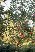 Malus with fruit in autumn 