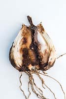 Galanthus bulb lifted in February showing damage by narcissus fly larva
