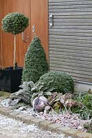 Frosty front garden border edged with bricks with topiary Buxus, Polystichum setiferum 'Proliferum', Epimedium, Helleborus.
