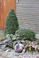 Frosty front garden border edged with bricks with topiary Buxus, Polystichum setiferum 'Proliferum', Epimedium, Helleborus. 