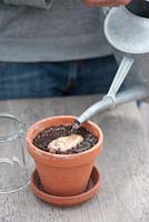 Mangifera indica - watering a mango seed that has been sown in a terracotta pot