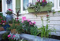 House facade decorated with red Pelargoniums and Calibrachoa 'Million Bells' and border planted with Canna, pink roses, Hemerocallis in summer, Quebec, Canada