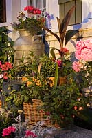 Garden lighting on containers of red Pelargoniums and Calibrachoa 'Million Bells' and border planted with Canna, pink roses, Hemerocallis in summer, Quebec, Canada