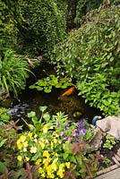 Raised stone border with yellow Oenothera - Sundrops flowers and wooden Mallard duck planter next to pond with Nymphaea - Waterlilies and Cyprinus carpio - Japanese Koi fish in urban backyard garden in summer, Quebec, Canada