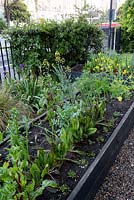 Raised vegetable beds in front garden, Brixton