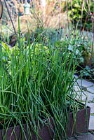 Chives growing in raised bed in town garden, Brixton