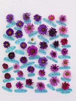 National Plant Collection of autumn flowering asters. Different flower heads arranged on linen to show the wide range of colours. Labels with variety names on.