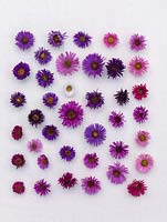 National Plant Collection of autumn flowering asters. Different flower heads arranged on linen to show the wide range of colours