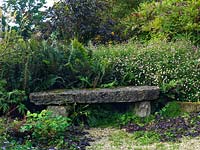 A weathered stone bench surrounded by ferns and Erigeron karvinskianus.