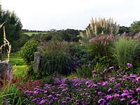 The Anniversary Grass Garden with Miscanthus, Cordaderia, Deschampsia and Stipa grasses, seen over Aster novi-belgii 'Patricia Ballard' with bright mauve pink double flowers, and beyond, Aster novi-belgii 'Ada Ballard' with large lilac-blue double flowers.